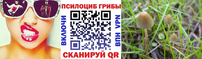 Галлюциногенные грибы Psilocybine cubensis  Дудинка 
